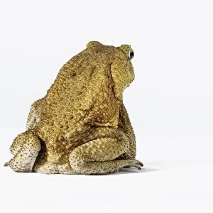 Cane Toad (Bufo marinus), rear view showing warty skin