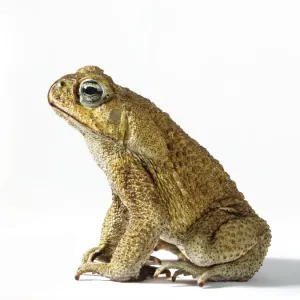 Cane Toad