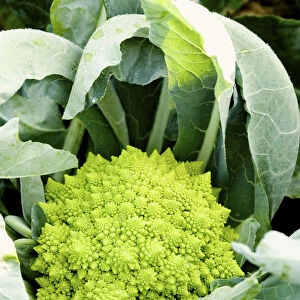 Cauliflower Romanesco