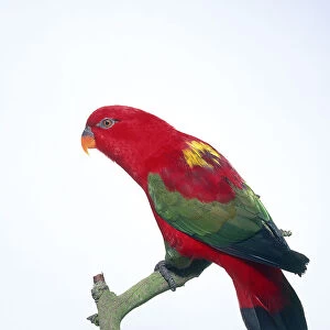 Chattering lory (Lorius garrulus) perched on a branch, side view