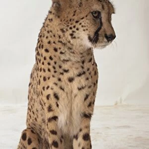 Cheetah, Acinonyx jubatus, front view