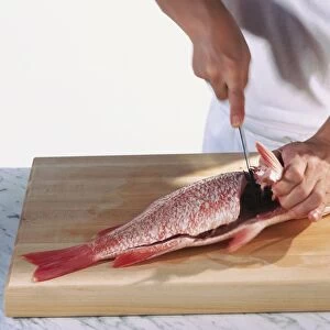 Chef using sharp knife to cut through body of Red Snapper fish in three parts (sanmai oroshi), holding fish by gills