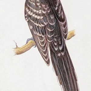 Close-up of a great potted cuckoo (Clamator glandarius)