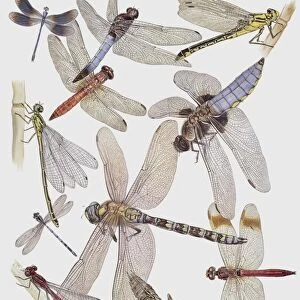 Close-up of a group of odonata insect