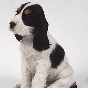 Cocker spaniel, white and brown puppy with long dangling ears, sitting on hind legs