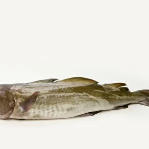 Cod, side view