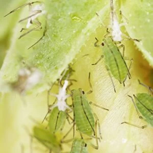 Colony of greenflies (aphids), some with their skin moulting, close-up