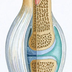 Colour illustration of the structure of a synovial joint showing bone, synovial membrane