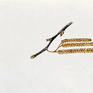 Common Hazel Inflorescence (Corylus avellana), illustration