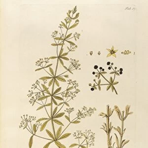 Common Madder (Rubia tinctorum), illustration by Joseph Jacob Plenck, 1794