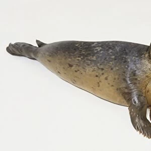 Common seal (Phoca vitulina), pup lying on its side