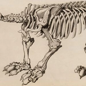 Composite skeleton of a Megatherium, made up of three separate specimens sent to