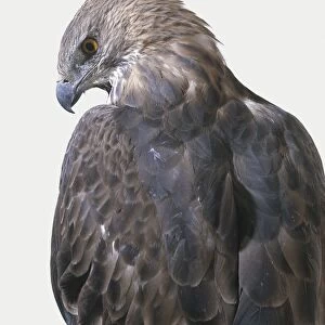 Crested Hawk-eagle or Changeable Hawk-eagle (Nisaetus cirrhatus), rear view with head in profile