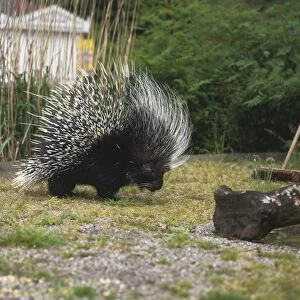 Crested Porcupine, Hystrix cristata, in garden next to broom, side view