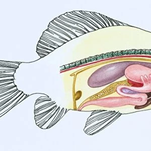 Cross-section of the innards of a female Crucian carp