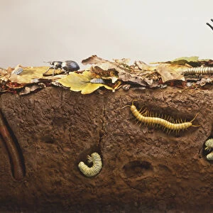 Cross-section model of forest soil including leaf litter, worms and snails