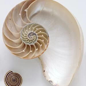 Cross-section of Nautilus Shell
