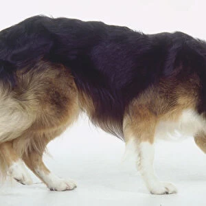 A crouching multicolored dog with a bushy tail lowers its head