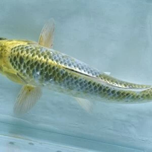 Cyprinus carpio (Common Carp), Kin Matsuba koi carp swimming in aquarium tank
