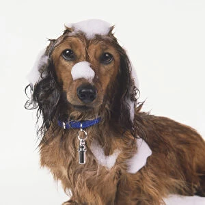 Dachshund (Canis familiaris) covered in sopa