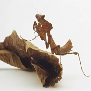 Dead Leaf Mantis (Phasmatodea) on a dead leaf