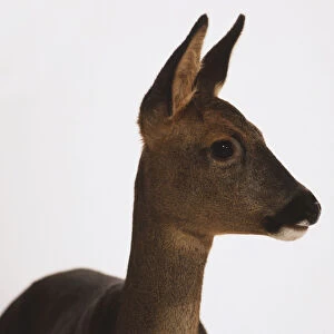 Deer fawn, close up head and neck, side view ears pointed up