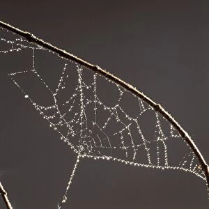 Dew on spider web, close-up