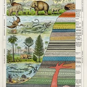 Diagram showing formation of different rocks and evolution of life on Earth. Print