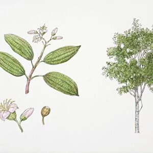 Dichaetanthera oblongifolia plant with flower, leaf and fruit, illustration