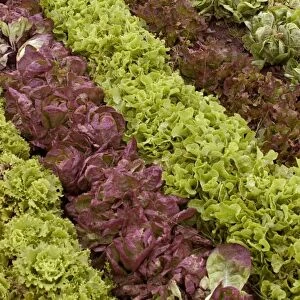 Different types of lettuce, growing in rows