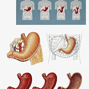 Digestive system, stomach, drawing