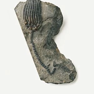 Dimerocrinites, a type of sea lily, fossilised in limestone, middle Silurian era