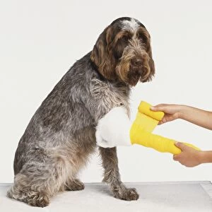 Domestic Dog, canis familiaris, having its leg wrapped in bandages, side view