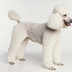 Domestic Dog, canis familiaris, neatly clipped white Poodle, side view