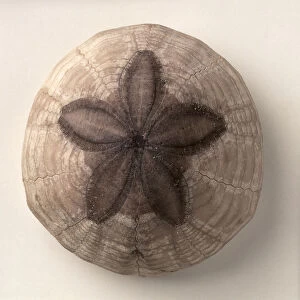 Echinoids - Hardouinia: A fossilised sea urchin, Hardouinia mortonis (Michelin), which fed on the sand in which it lived partially buried