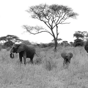 Elephants. Serengeti. Tanzania. Africa