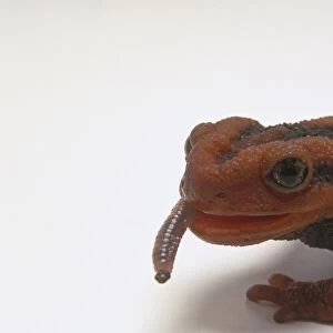 Eastern Newts Glass Coaster Collection: Black-Spotted Newt