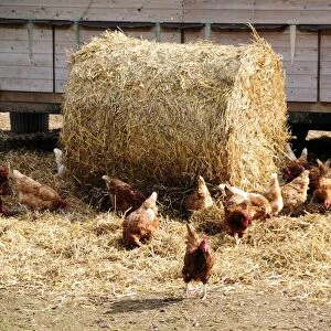 England, herefordshire, chickens around hay bale, next to chicken coop on organic farm