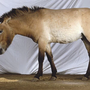 Equus ferus przewalskii, Przewalskis Wild Horse, bay body, dark brown mane and tail, light coloured mealy muzzle, long shaggy tail, standing, neck bending down, side view