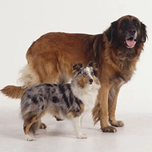 Estrela Mountain Dog and Rough Collie puppy (canis familiaris), side view