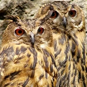 Eurasian Eagle Owls. Bubo Bubo. Europe. Germany. Bayerischer Wald National Park