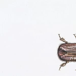 European Spruce Bark Beetle (Ips typographus), illustration