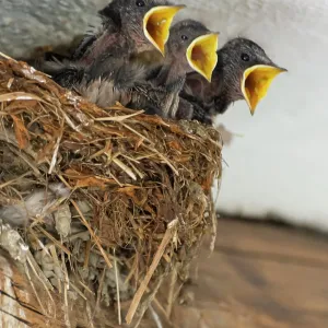 Swallows in the nest Print, Forcola, Italy Swallows in the nest Print, Forcola, Italy