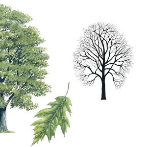 Fagaceae - Northern Red Oak Quercus rubra, illustration