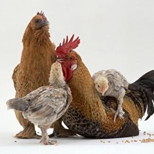 Family of chickens: cockerel, hen and two chicks