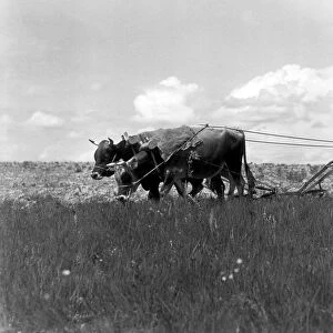 Farmer steering plow pulled by two bulls