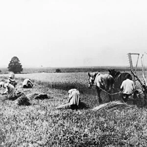 Farmers harvesting grain in the 1920s, ussr