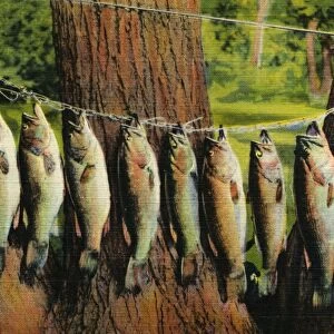 Fish Hanging on a Line. ca. 1938, USA, TEN OF A KIND