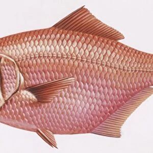 A Mounted Print Collection: Alfonsino