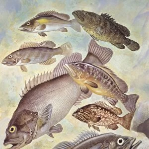 Fishes: Lumpsucker (Cyclopterus lumpus ), illustration